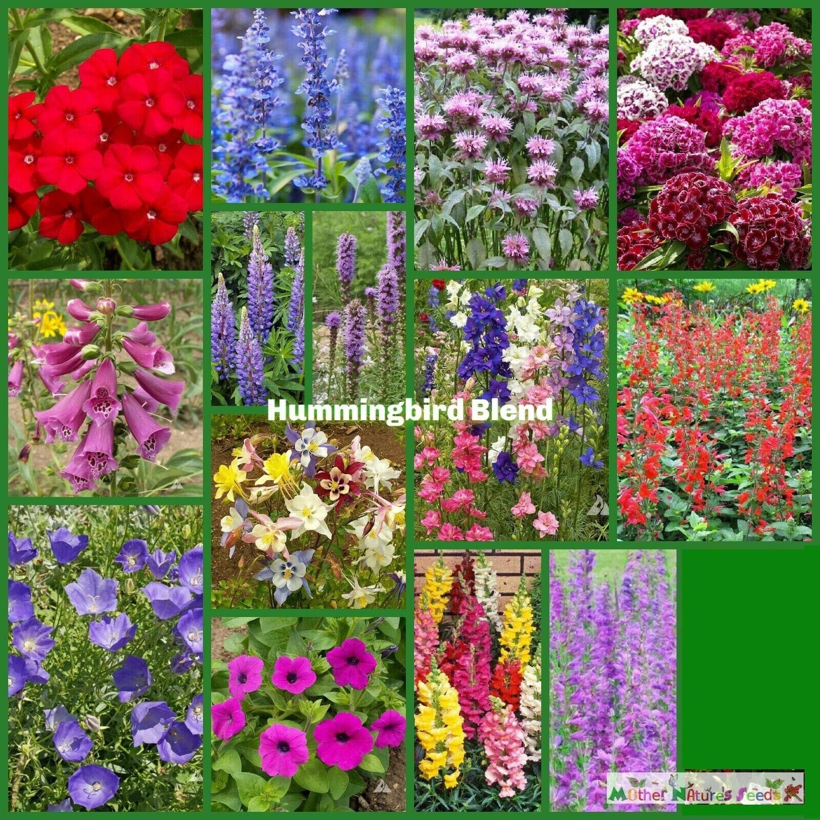 Wildflower Seed Mix for Gardens | 5000 Non-GMO Seeds | Native, Pollinator & Hummingbird Friendly Flower Variety