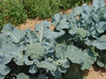 Giant Russian Broccoli Seeds - 100 Pack, High Yield Brassica oleracea var. italica, Nutritious Vegetable for Home Gardens