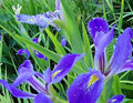 Purple Iris Bulbs for Planting - Aquatic Perennial Iris pseudacorus for Ponds & Water Gardens