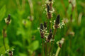 Narrowleaf Plantain Seeds 50 Count - Plantago lanceolata for Garden, Herbal, Pollinator-Friendly