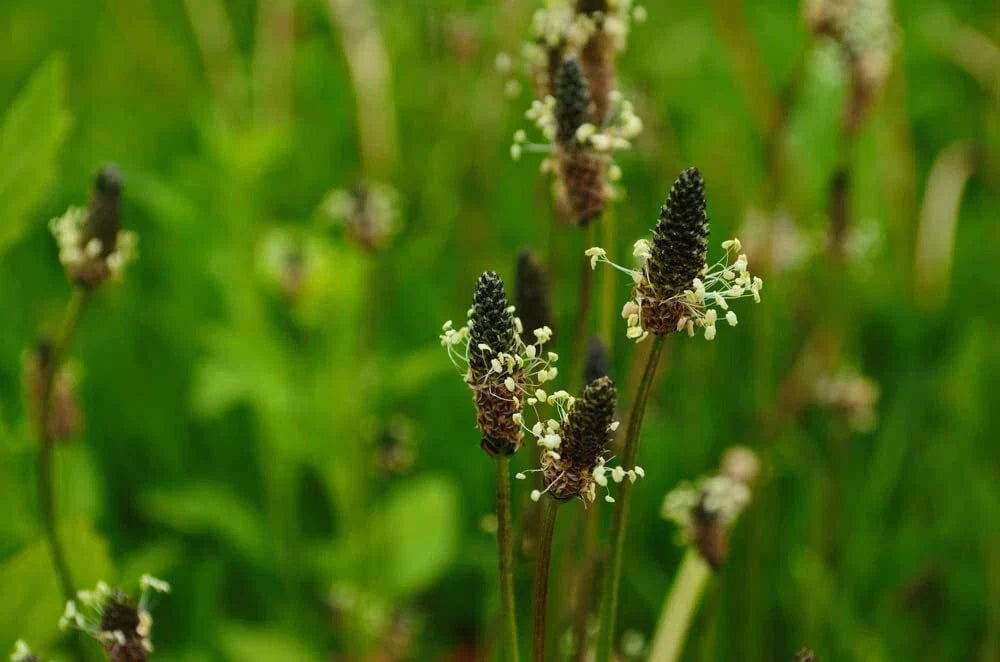 Narrowleaf Plantain Seeds 50 Count - Plantago lanceolata for Garden, Herbal, Pollinator-Friendly