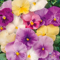 Pastel Mix Pansy Seeds, Viola tricolor, Garden Planting, Annual, Colorful Blooms, Easy Grow, Non-GMO, Free Shipping