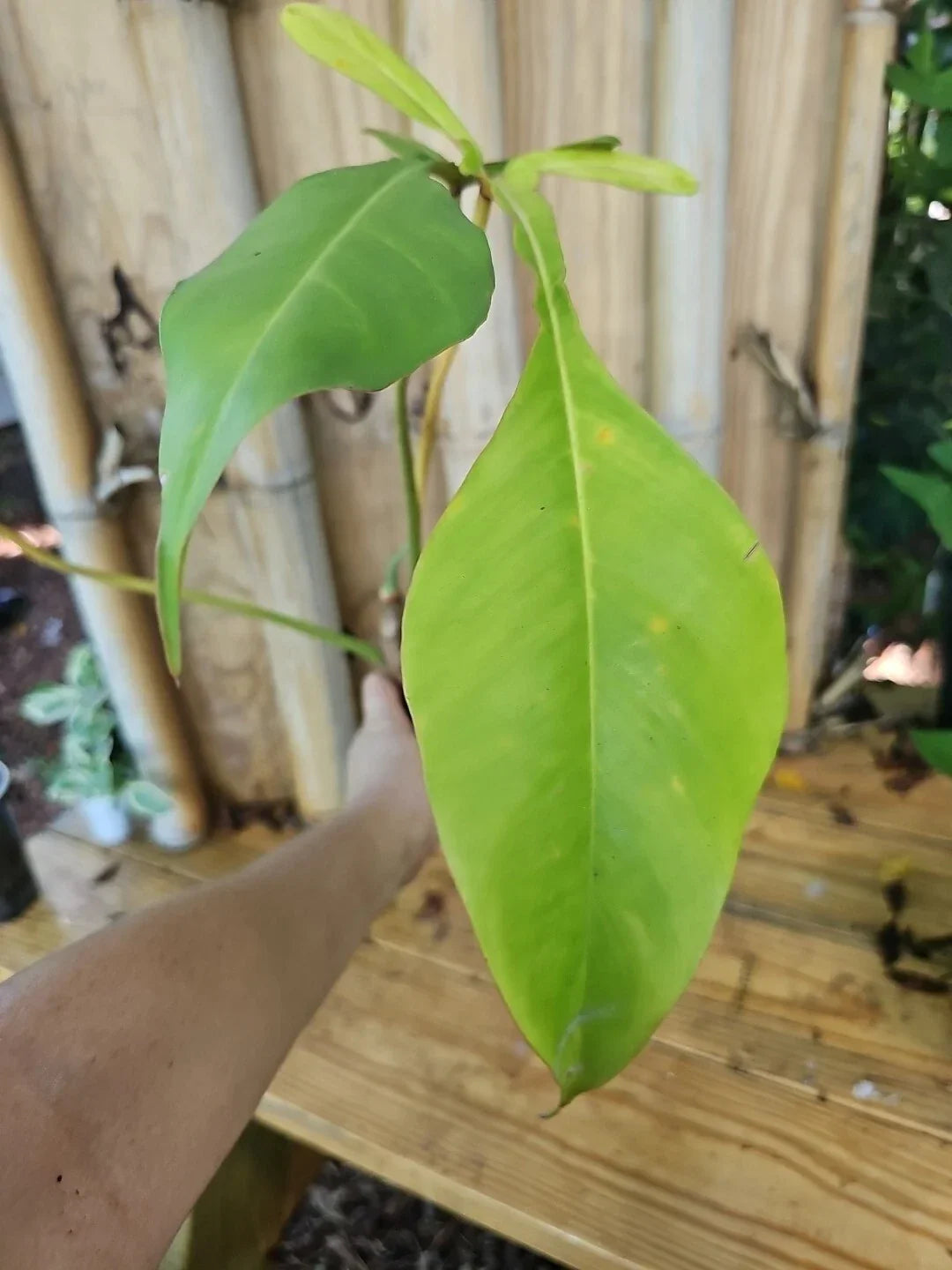 Rare XL Mature Philodendron Joepii Plant in 3.5" Pot | Tall Aroid with Large Trunk