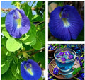 Butterfly Pea Seeds - Clitoria Ternatea Edible Blue Flowers, Perennial Vine, 12 Seeds for Gardens & Beverages