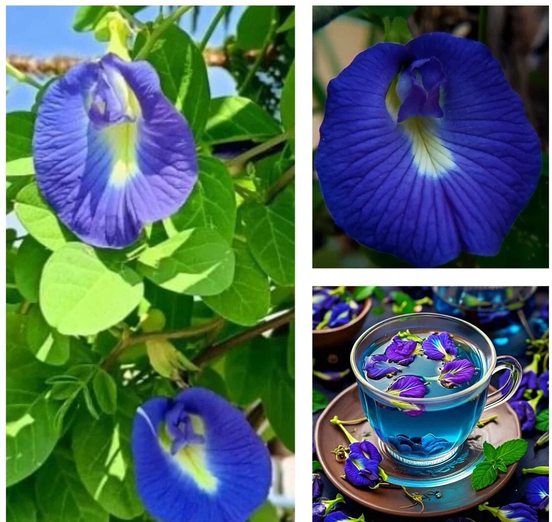 Butterfly Pea Seeds - Clitoria Ternatea Edible Blue Flowers, Perennial Vine, 12 Seeds for Gardens & Beverages