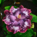 Hibiscus Seeds - 20 Silver Pink Purple Perennial Flower Seeds - Hibiscus rosa-sinensis for Garden, Container, Landscape