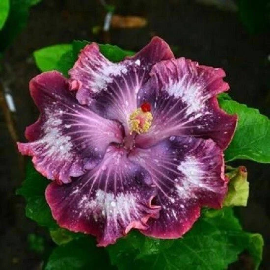 Hibiscus Seeds - 20 Silver Pink Purple Perennial Flower Seeds - Hibiscus rosa-sinensis for Garden, Container, Landscape