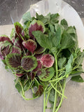 Amaranth Seeds 1000+ Mix Green and Red Stripe Edible Non-GMO Amaranthus spp. Seed Packet