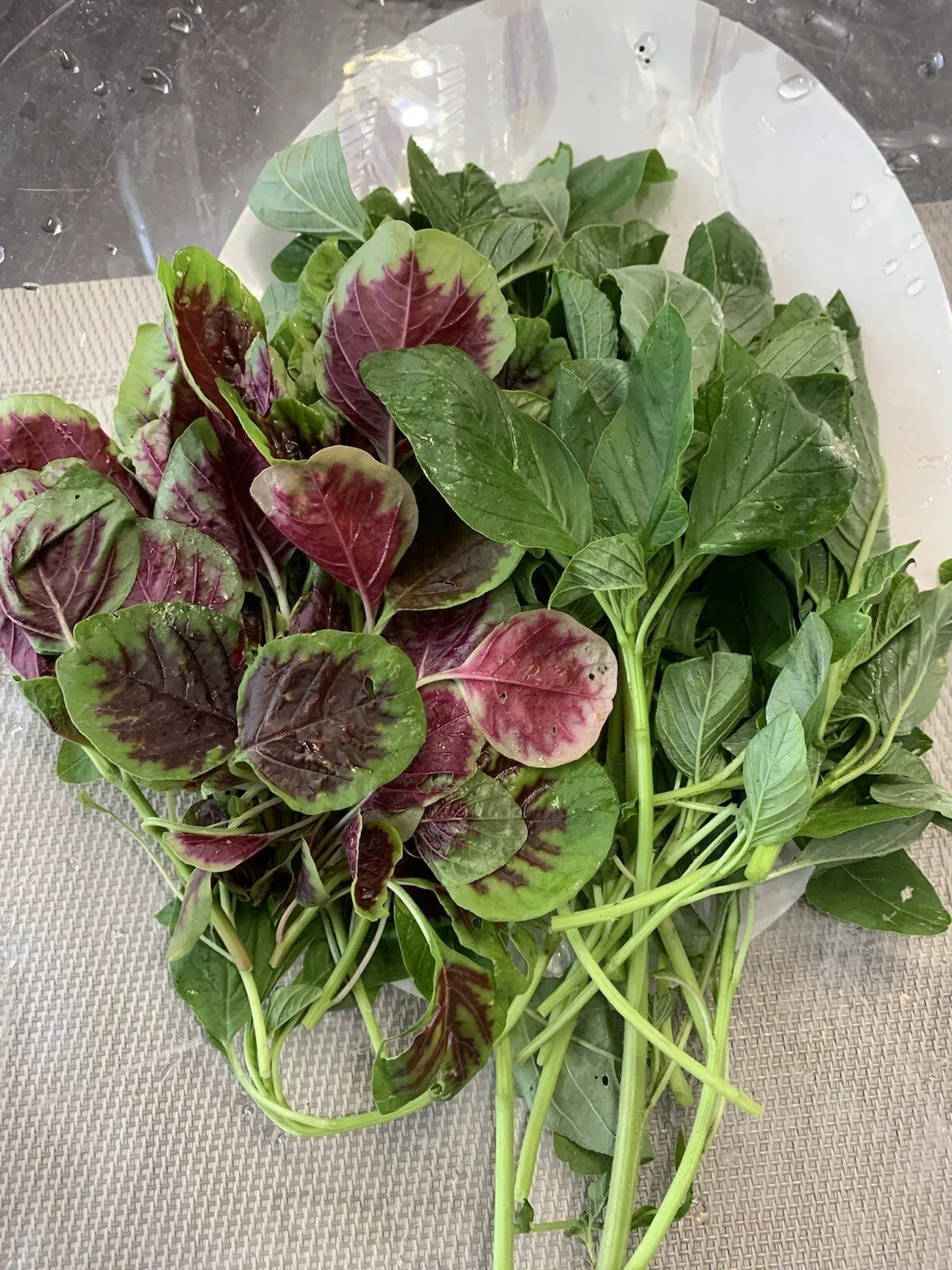 Amaranth Seeds 1000+ Mix Green and Red Stripe Edible Non-GMO Amaranthus spp. Seed Packet