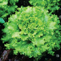 Grand Rapids Lettuce Seeds - Non-GMO Lactuca sativa Loose-Leaf Vegetable Seeds, 600+ Pack, USA Seller