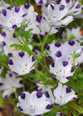 Five Spot Flower Seeds - Organic Nemophila menziesii Blue with White Spots, 100+ Seeds for Garden, Borders & Wildflower Planting