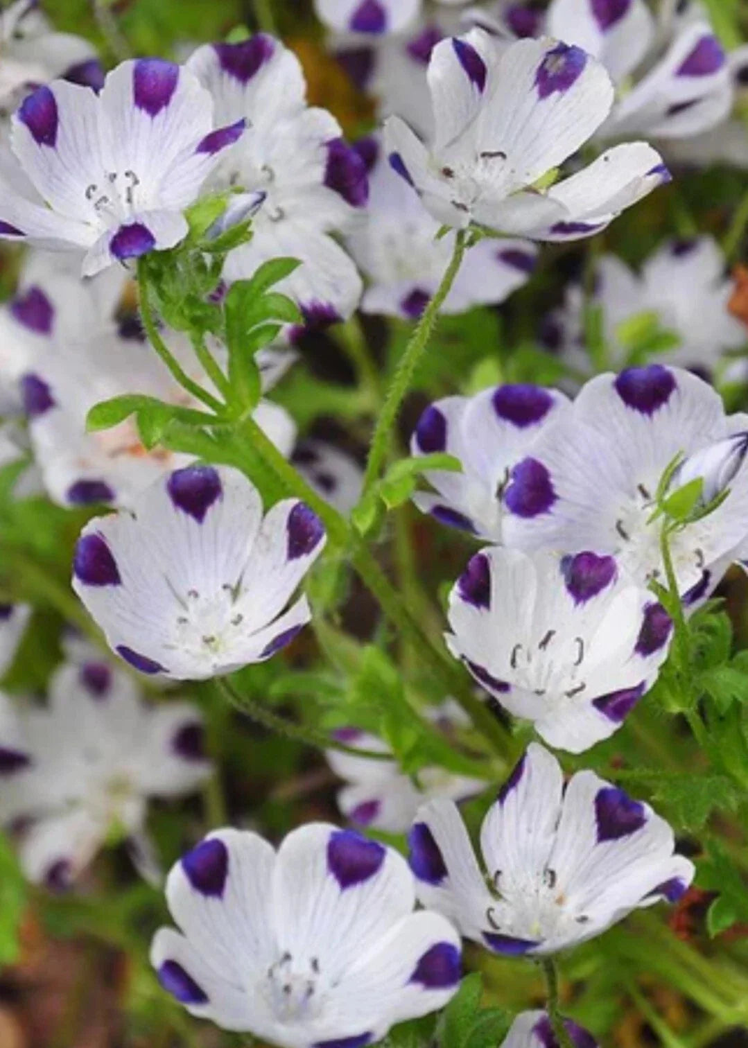 Five Spot Flower Seeds - Organic Nemophila menziesii Blue with White Spots, 100+ Seeds for Garden, Borders & Wildflower Planting