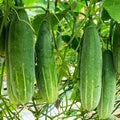 Poinsett 76 Cucumber Seeds | Medium Slicing Cucumbers for Salads & Pickling | Cucumis sativus | Fast Shipping 2025