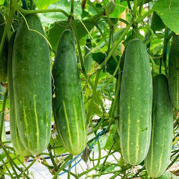 Poinsett 76 Cucumber Seeds | Medium Slicing Cucumbers for Salads & Pickling | Cucumis sativus | Fast Shipping 2025