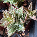 Aloe Plant 2" Pot Hybrid Variety 'Crosby's Prolific' Well Rooted Succulent