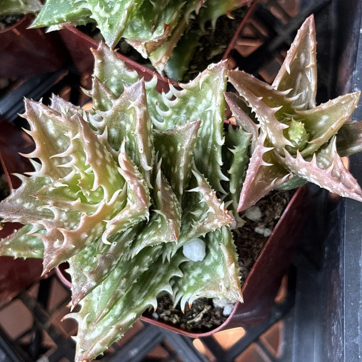 Aloe Plant 2" Pot Hybrid Variety 'Crosby's Prolific' Well Rooted Succulent