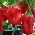 Red Habanero Pepper Seeds - Heirloom Non-GMO Capsicum chinense for Spicy Salsas & Gardens, Pack of 20