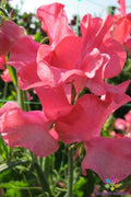 Sweet Pea Seeds - 50+ Pack - Fragrant Pastel Flowers - Lathyrus odoratus - Climbing Vine for Garden Beds & Trellises