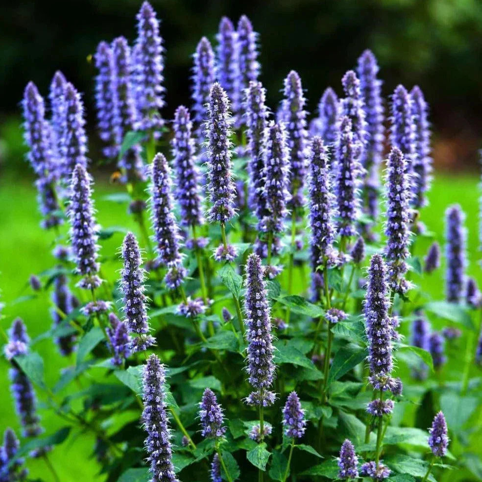 Korean Mint Seeds - Heirloom Agastache rugosa Herb for Culinary & Pollinator Gardens