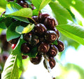 Black Cherry Seeds - 20 Pack, Edible Fruit, Native Prunus serotina Tree for Garden, Landscape & Wildlife Attraction