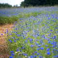 Cornflower Seeds - Tall Blue Heirloom Bachelor Button - Non-GMO 400 Seeds - Centaurea cyanus Annual Flower for Gardens