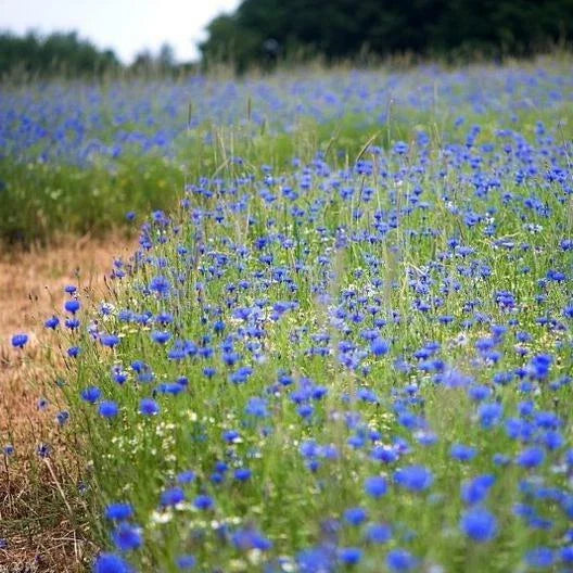 Cornflower Seeds - Tall Blue Heirloom Bachelor Button - Non-GMO 400 Seeds - Centaurea cyanus Annual Flower for Gardens