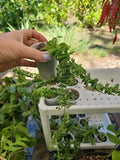 Aeschynanthus Twisted Rasta Lipstick Plant Rooted 2.5" Pot - Indoor Houseplant with Vibrant Green Foliage
