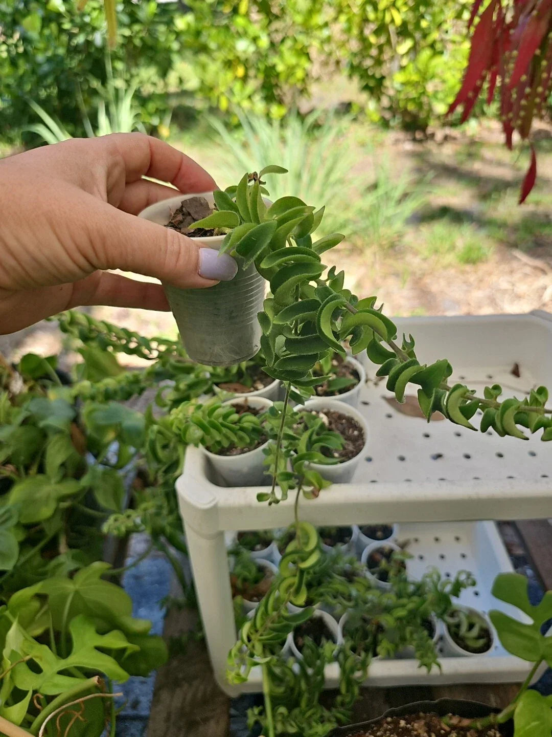 Aeschynanthus Twisted Rasta Lipstick Plant Rooted 2.5" Pot - Indoor Houseplant with Vibrant Green Foliage