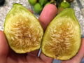 White Marseille Fig Cuttings - 2 Premium Cuttings with Willow Water for Rooting