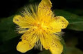 St. John's Wort Seeds - Organic Hypericum Perforatum, Medicinal Herb, 100 Seeds, Drought Tolerant, Full Sun, Pollinator Friendly
