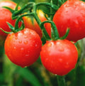 Super Sweet Cherry Tomato Seeds - 1000+ Heirloom Non-GMO Solanum lycopersicum for Home Gardening