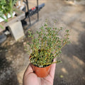 Pilea Globosa Plant in 3-inch Pot | Pilea serpyllacea Globosa Indoor Houseplant with Round Leaves