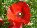 Red Poppy Seeds - 1000+ Perennial Flower Seeds - Papaver rhoeas - Bright Red Blooms for Garden, Borders & Wildflowers