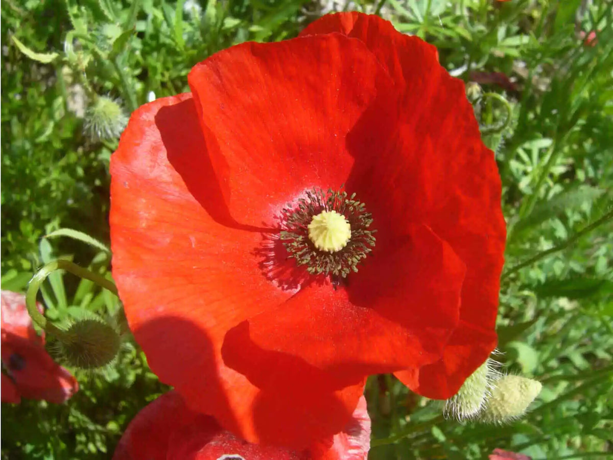 Red Poppy Seeds - 1000+ Perennial Flower Seeds - Papaver rhoeas - Bright Red Blooms for Garden, Borders & Wildflowers