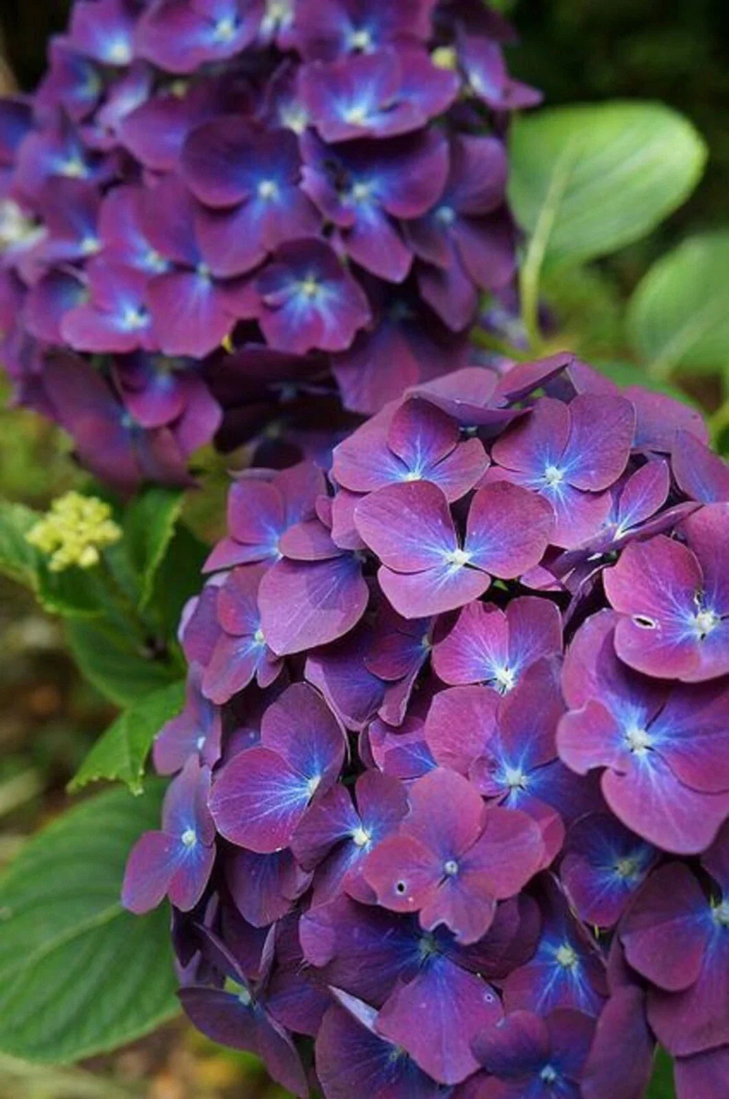 Purple Blue Hydrangea Seeds - Hydrangea macrophylla Perennial Garden Shrub Flower Seeds, Hardy, Blooming, Pollinator-Friendly