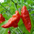 Ghost Pepper Seeds | 50+ Bhut Jolokia | Super Hot Chili Pepper | Capsicum chinense | Over 1 Million Scoville