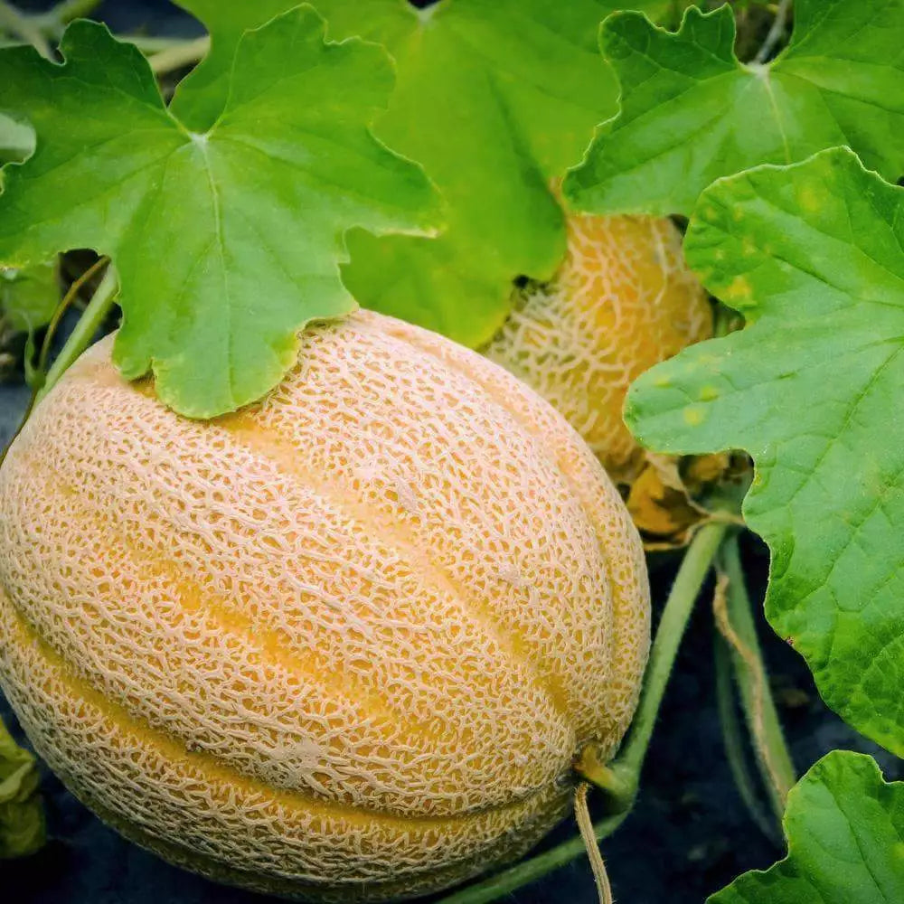 Jumbo Cantaloupe Seeds – Non-GMO Muskmelon, Heirloom, 50 Seeds for Home Gardening, Sweet Orange Flesh, Vining, Cucumis melo