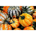 Acorn Carnival Squash Seeds, Vine Variety, Heirloom Cucurbita pepo, 30 Seeds for Gardening and Cooking