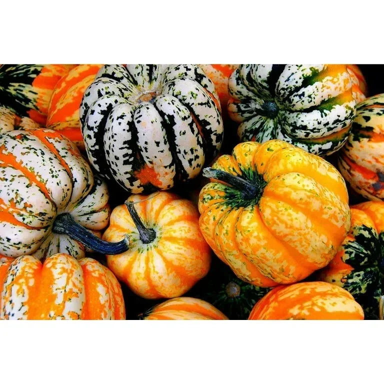 Acorn Carnival Squash Seeds, Vine Variety, Heirloom Cucurbita pepo, 30 Seeds for Gardening and Cooking