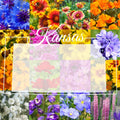 Western Kansas Wildflower Seed Mix 1/4 Pound - Native Bulk Wildflower Seeds Covering 800 sq ft