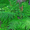 Royal Fern Seeds - Lush Green Foliage - Hardy Perennial Fern - Osmunda regalis