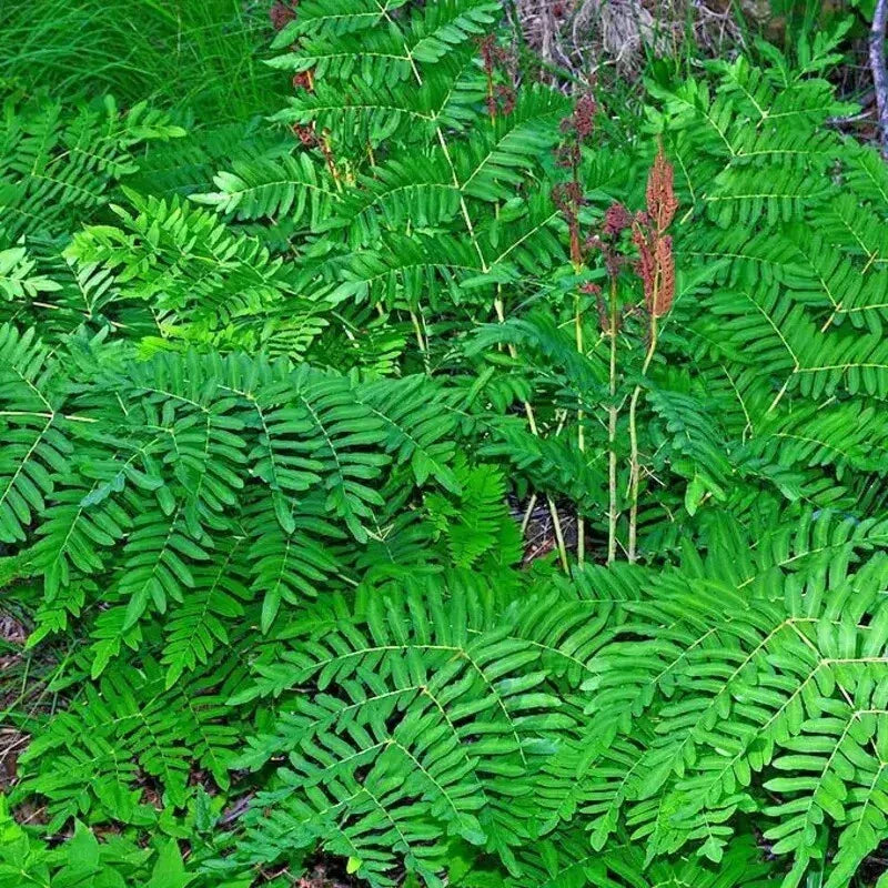 Royal Fern Seeds - Lush Green Foliage - Hardy Perennial Fern - Osmunda regalis