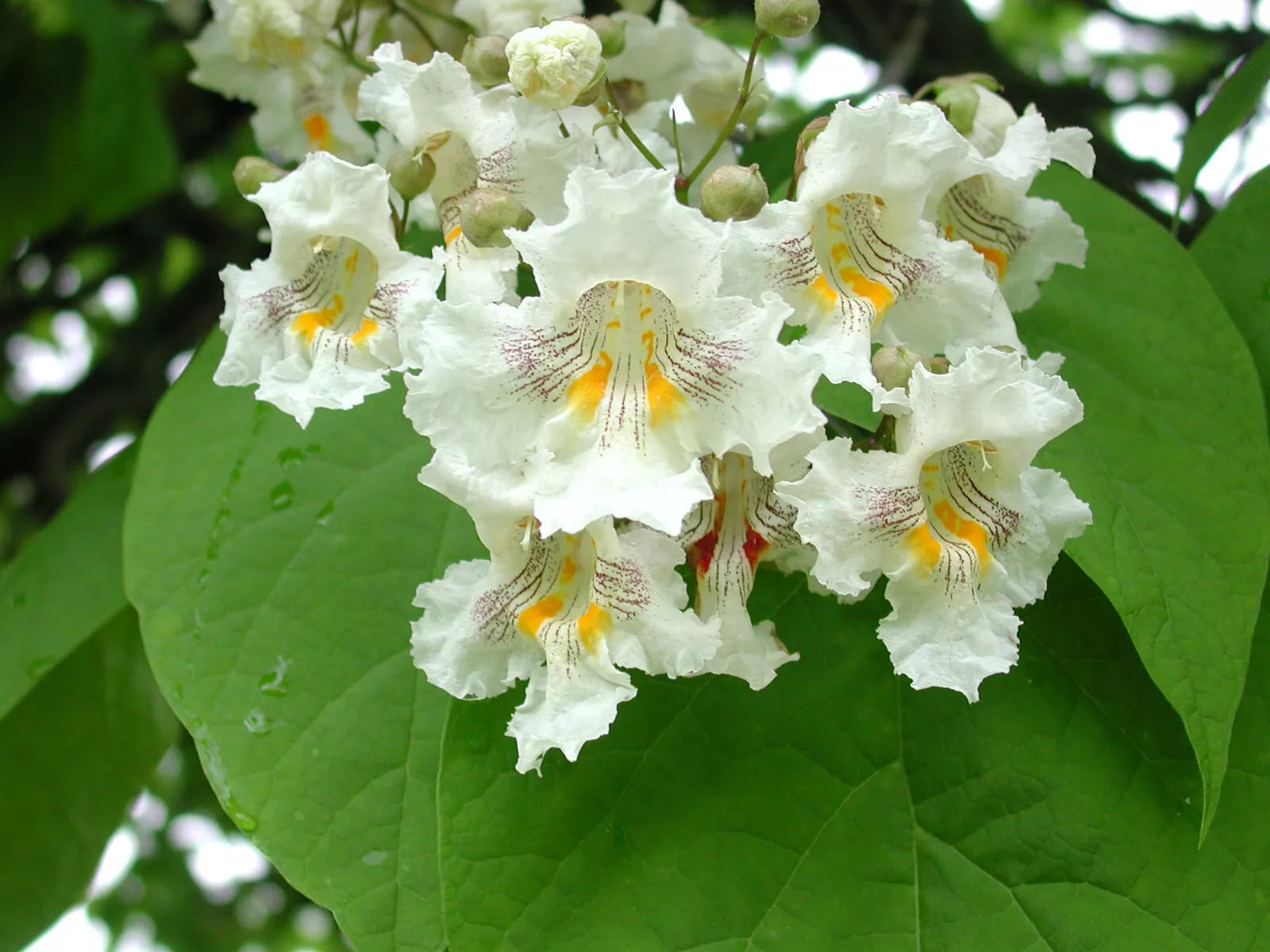 Northern Catalpa Tree Seeds - 50+ Catalpa speciosa Seeds for Landscaping, Ornamental, Shade, Garden, Urban