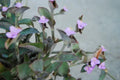 Wandering Jew Plant Set - Blue Queen & Purple Heart - Tradescantia Setcreasea Pallida Indoor Houseplant Collection