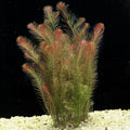 Rotala Wallichii Live Aquarium Plant - 7 Stems, Whorly Rotala, Freshwater Aquatic Plant for Aquarium & Pond