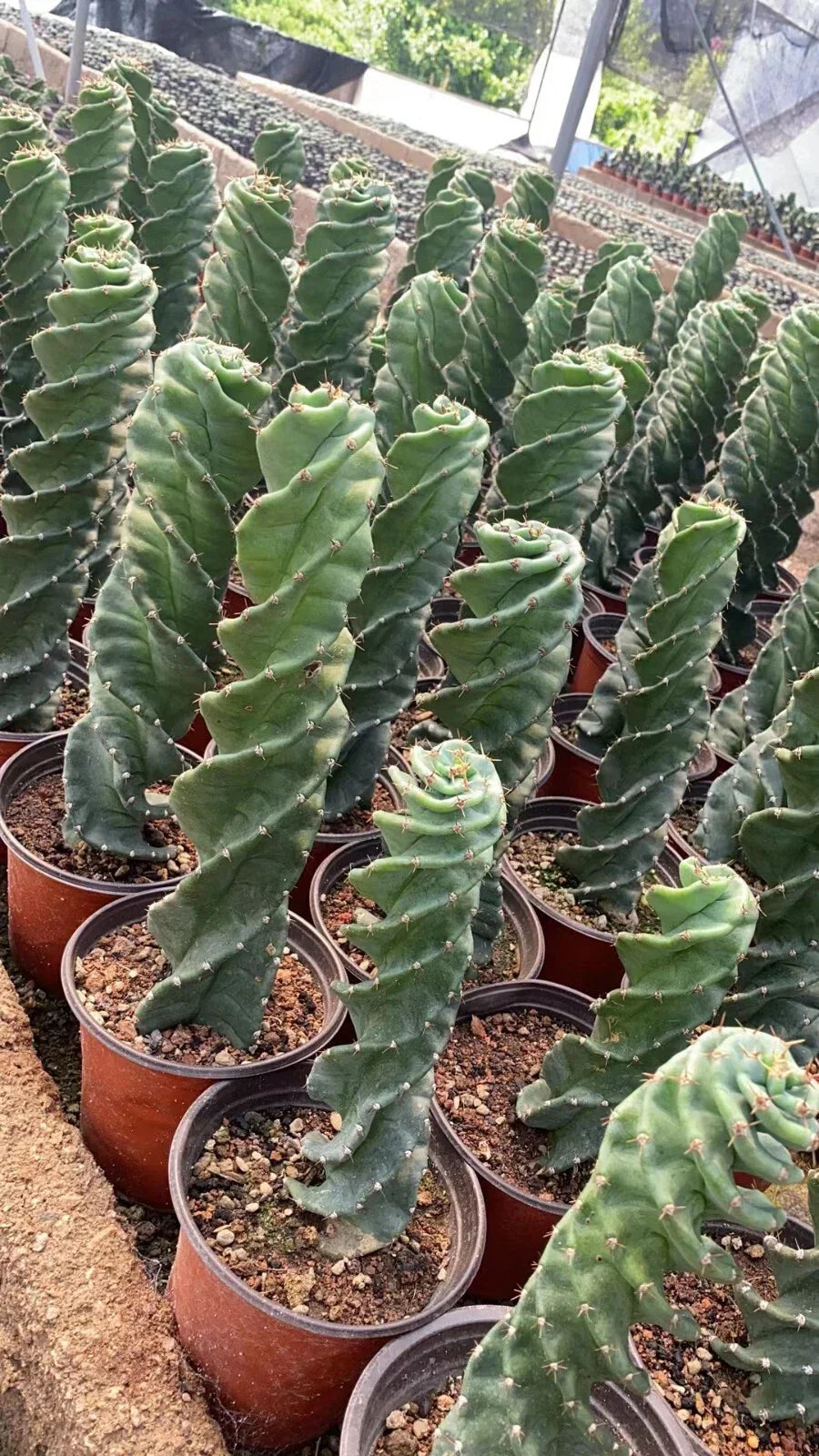 Cereus Forbesii Spiral Cactus Live Plant - Unique Indoor Succulent, Drought Tolerant, Low Maintenance, Home Decor, Rare Succulent