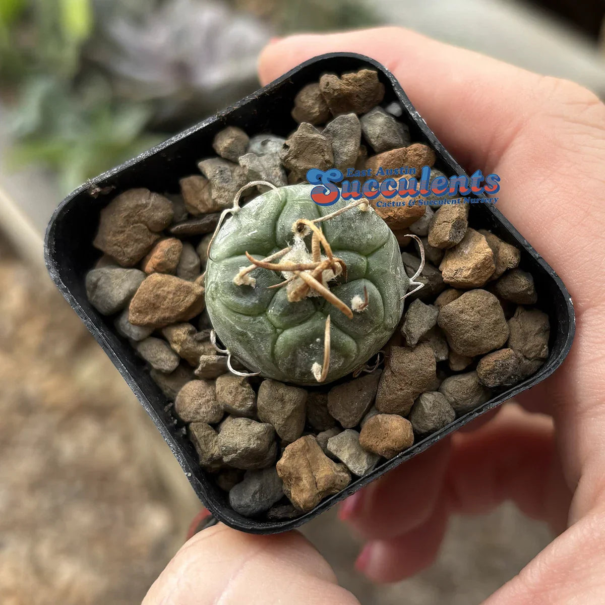 Live Rooted Cactus - Turbinicarpus schmiedickeanus polski - Rare Succulent Plant in 2" Container