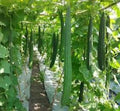 Ridged Gourd Seeds - 12 Pack, Luffa acutangula, Vining Annual Vegetable for Culinary & Crafting