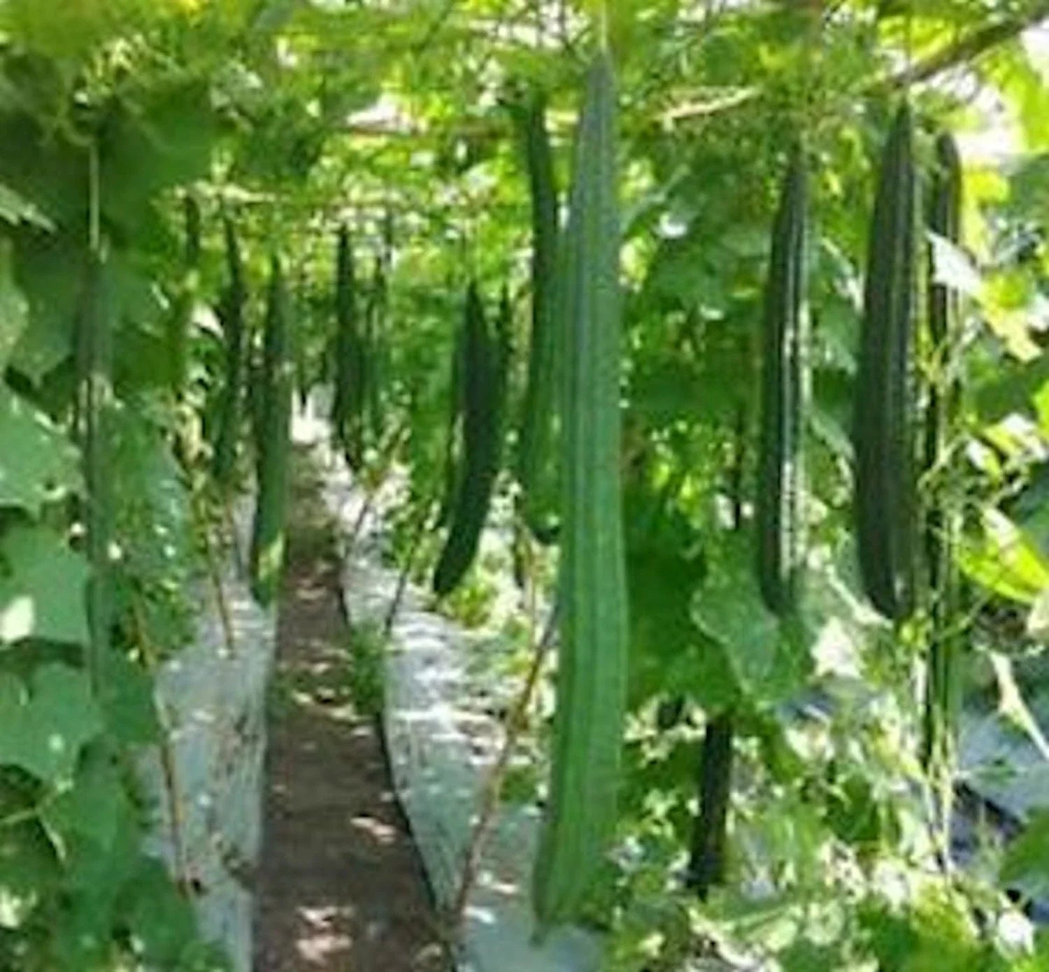 Ridged Gourd Seeds - 12 Pack, Luffa acutangula, Vining Annual Vegetable for Culinary & Crafting