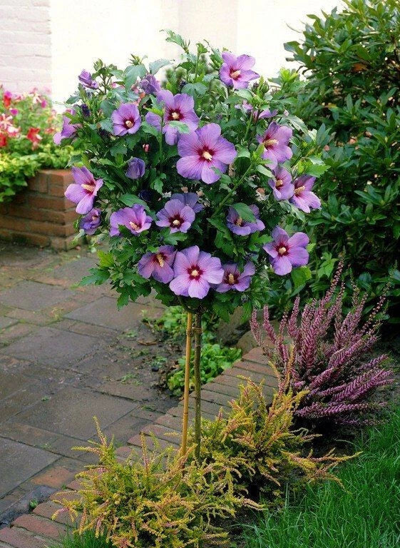 Pink Rose of Sharon Live Plant Plugs - Hardy Hibiscus Syriacus with Beautiful Pink Blooms, Drought-Tolerant, Full Sun to Partial Shade